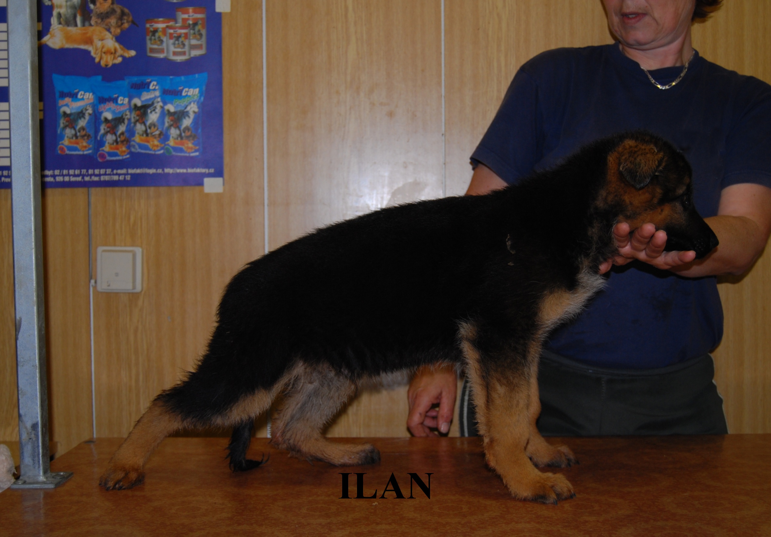 Ilan 2