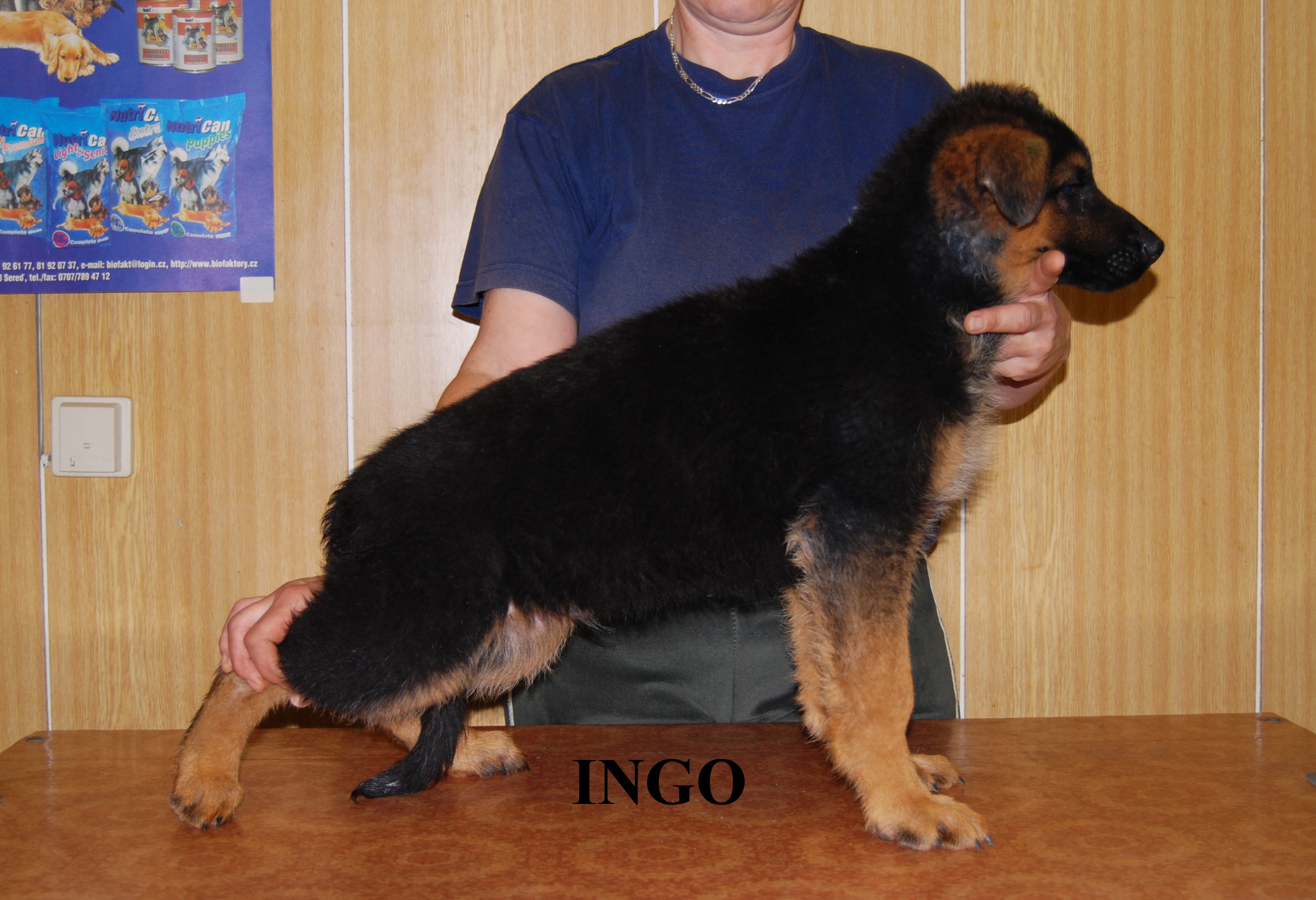 Ingo 2