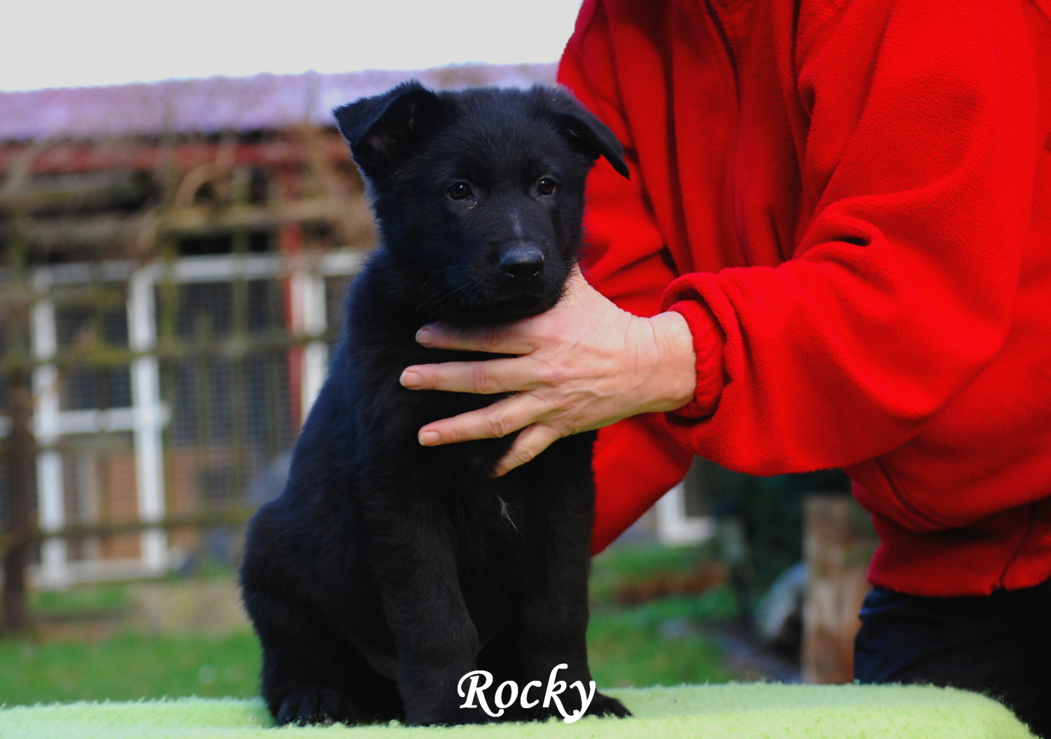 Rocky I