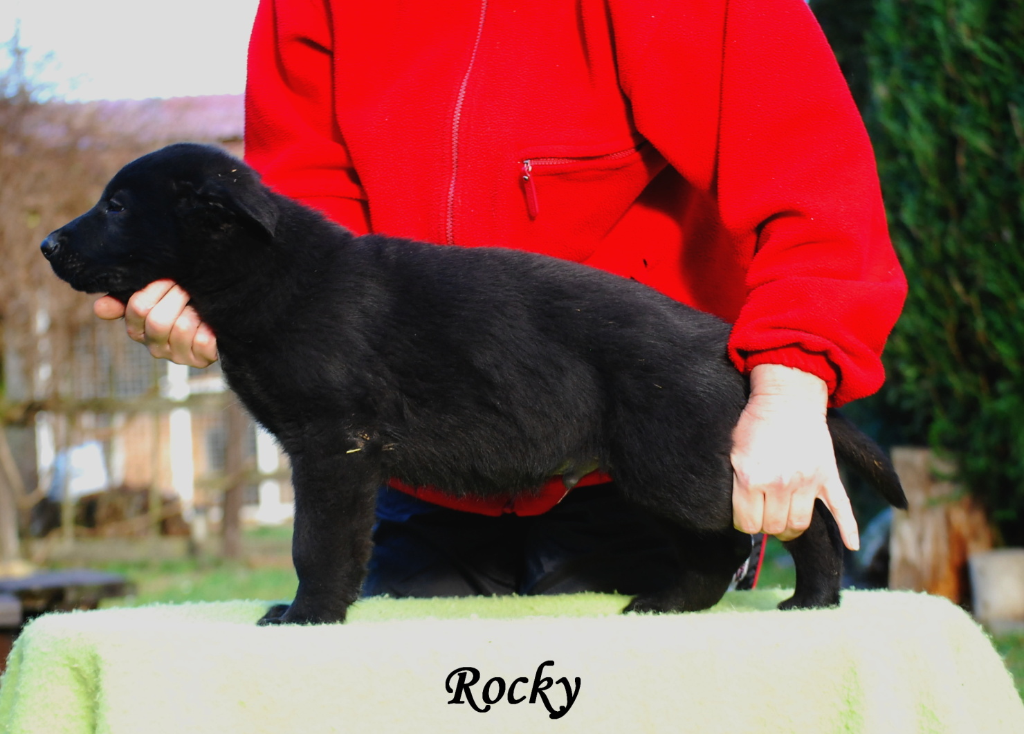 Rocky II