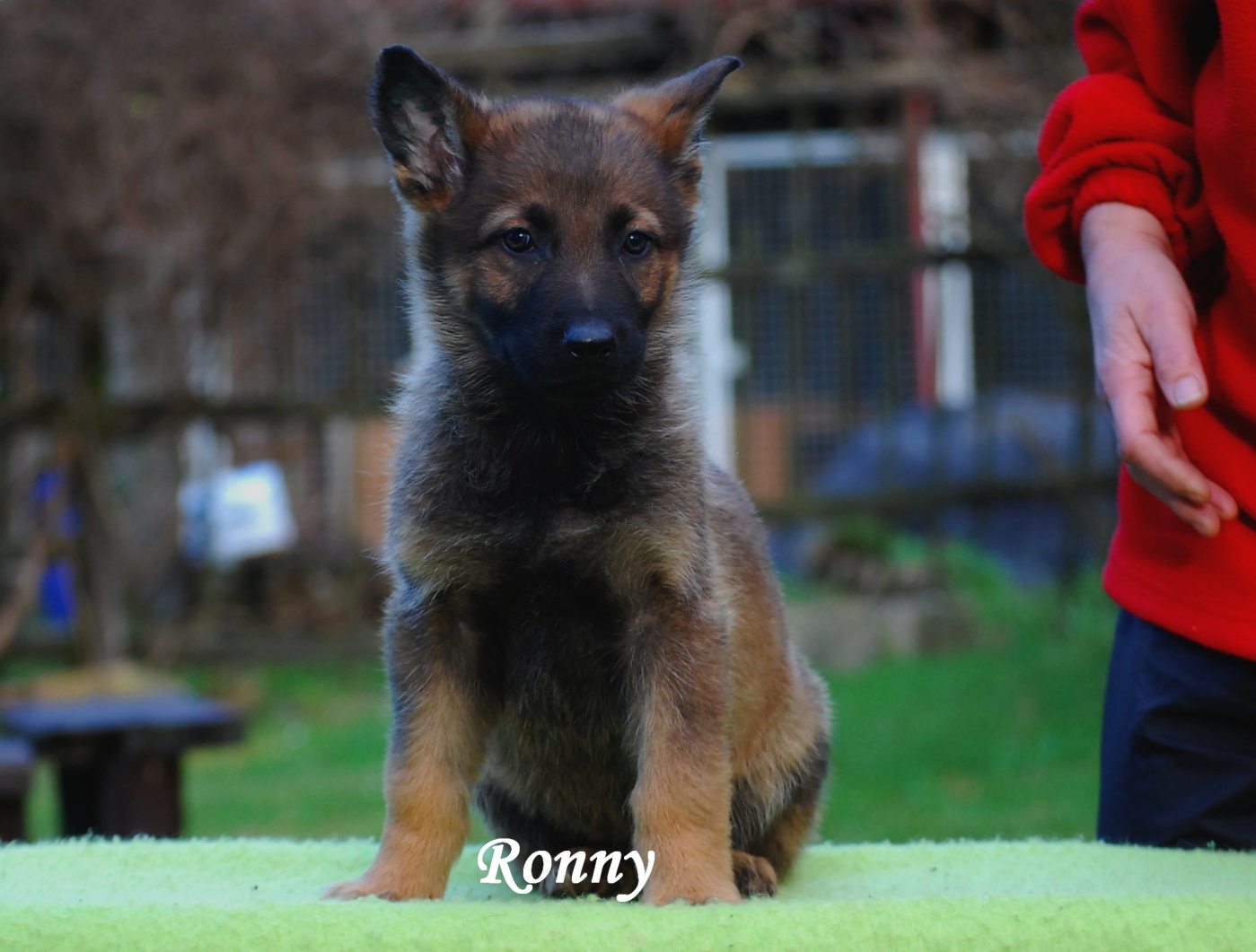 Ronny I
