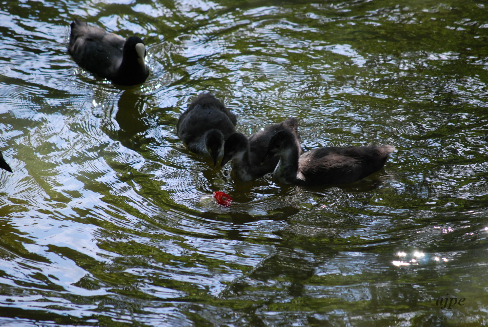 DSC_0192.JPG