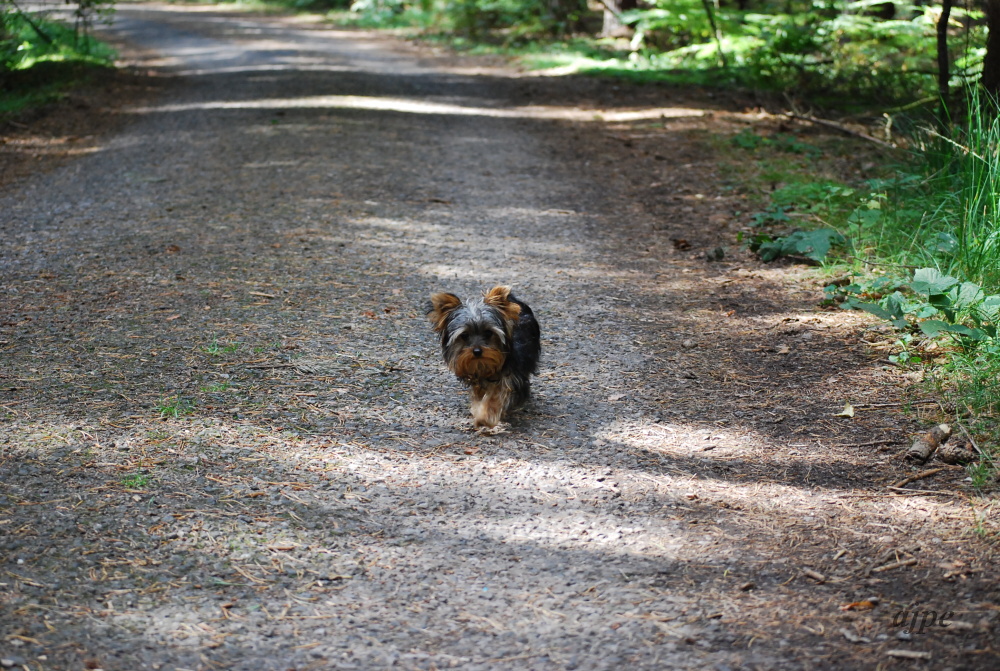 DSC_0213.JPG