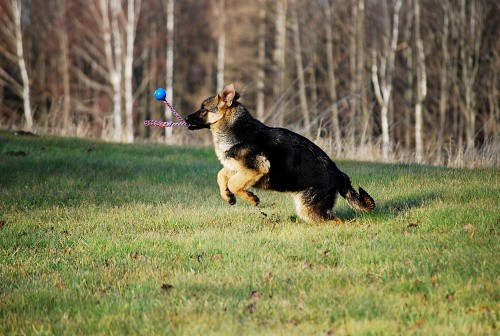 dsc_0051.jpg