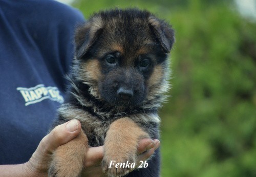 fenka-2b.jpg