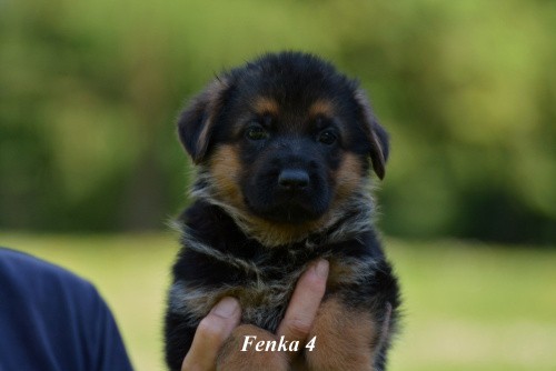 fenka-4.jpg