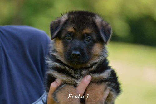 fenka-3.jpg