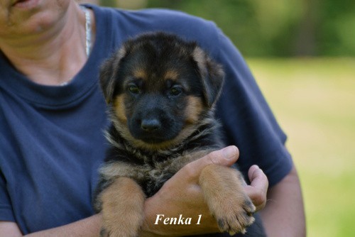 fenka-1.jpg