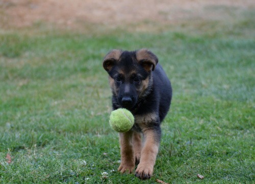 dsc_4347.jpg