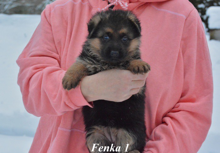 fenka1a.jpg