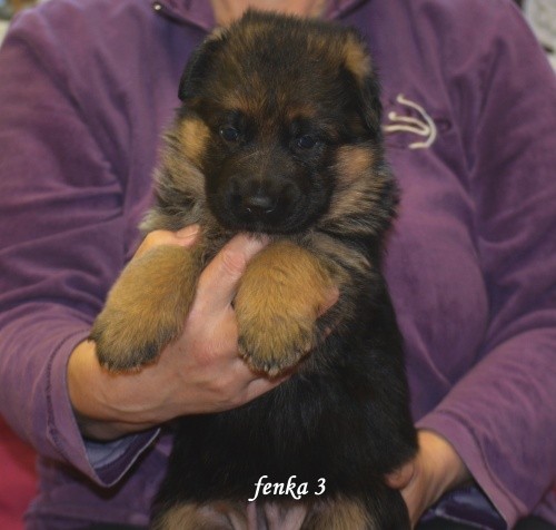 fenka3.jpg