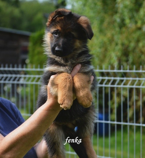 fenka-1--2-.jpg