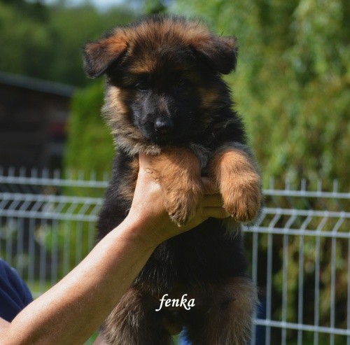 fenka-2--2-.jpg