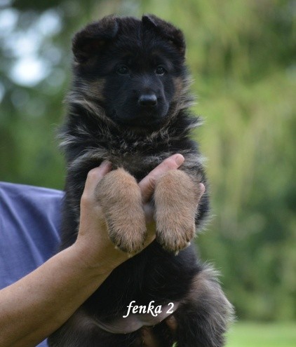 fenka2.jpg
