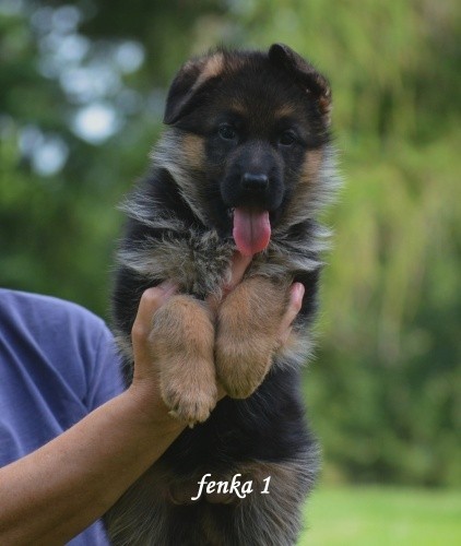 fenka1.jpg