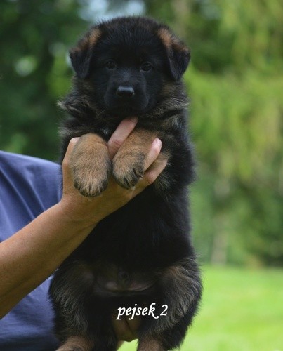 pejsek-2.jpg