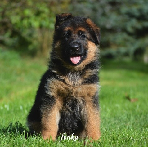 fenka2.jpg