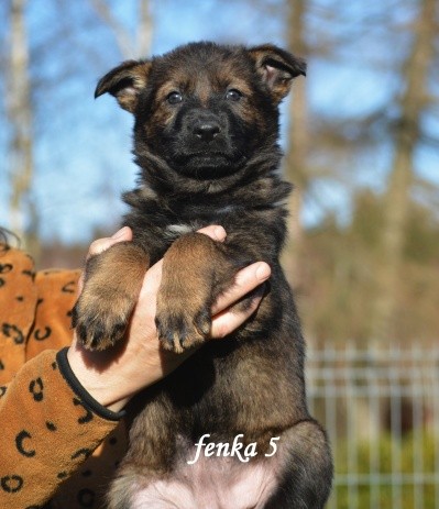 fenka-5.jpg