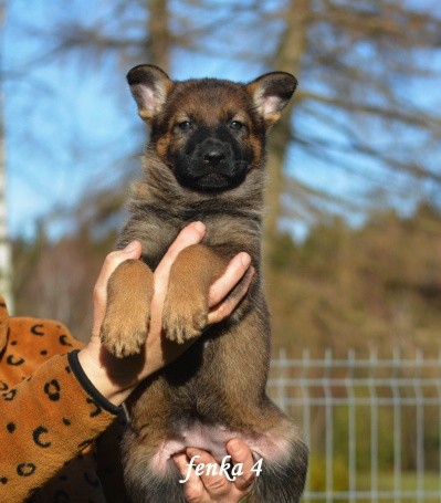 fenka-4.jpg