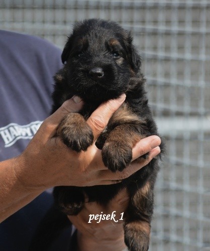pejsek-1.jpg