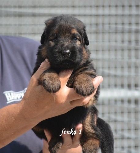 fenka-1.jpg