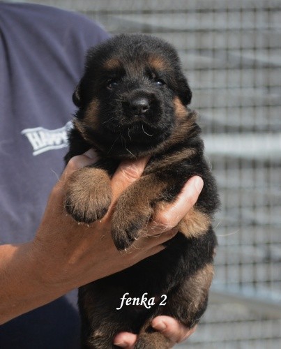 fenka-2.jpg
