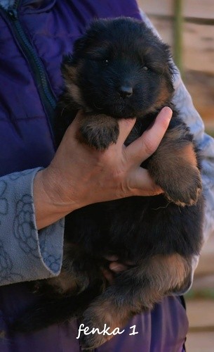 fenka1.jpg