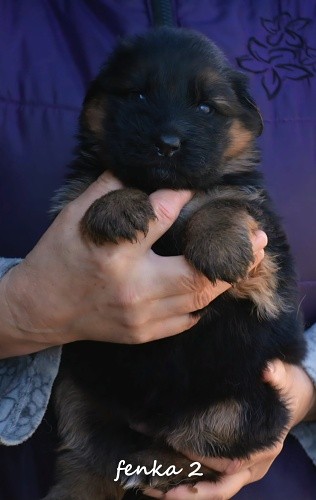 fenka2.jpg